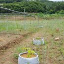 다래농장2 이미지