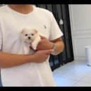 대명동 강아지 이미지