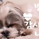 더싸다마트 이미지