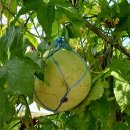 문도스님들 입장문 발표/지정스님 위증사건 재판/ 재물 손괴죄 고소건/방해금지 가처분 신청/인도성지순례 외(9/28.법회장 현안보고) 이미지