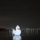 백조미디어 이미지