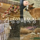 한땀목장 | 36개월 입장 무료인 가성비 체험공간, 가평 양떼목장 후기