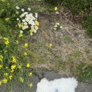 더빌라스오션 2 | 제주 애견 동반 펜션 추천 | 서귀포 더빌라스오션 강아지랑 투숙 후기