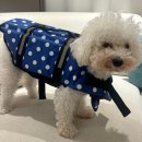 더스테이 골드독 이미지