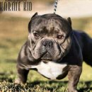 대한켄넬 이미지