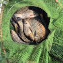 매일좌대 이미지