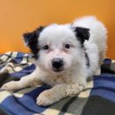 경기켄넬 이미지