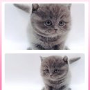 고양이 분양 제나캣 울산점 이미지