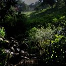 반딧불이 이미지