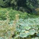 도곡낚시터 이미지