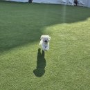 강생이네 | 러블랑 댕댕파크 내돈내산 후기(강아지 공중부양 쌉가능)