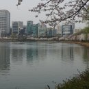 벚꽃 공중화장실 이미지