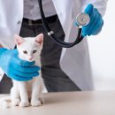 엔케어동물의료센터 이미지