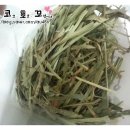 에밀리펫 이미지