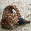 기린산소 이미지