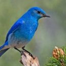 파랑새 이미지