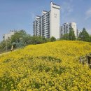 미추홀구 용정 공원, 황금빛 유채꽃 만개… 도심 속 ‘봄의 향연’ 선사 이미지