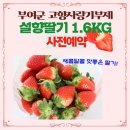 설향