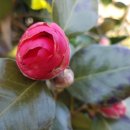 펜션정원 이미지