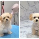 포메른 펫살롱 이미지