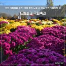 야생화단지 | 인천 가을명소 가을 데이트추천 드림파크 야생화단지 국화축제 실시간 후기