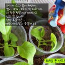 식탁위의텃밭 이미지