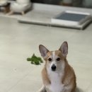 하이독 | 하이독 췌장 처방 화식, 케어브이 판크프PancF