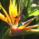 하와이에서 피는 꽃들 - 극락조화(Bird of Paradise) 이미지