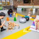 메리펫 애견유치원 이미지