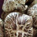 참나무원목표고버섯입니다 백화고 이미지