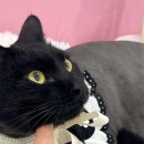 댕그루밍 이미지