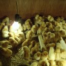 베다니농장 이미지