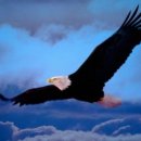 독수리 이미지