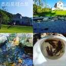 초리 포레스트 이미지