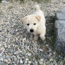 용문감성펜션 이미지