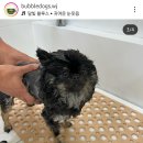 버블독스원주