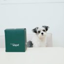 와즈펫(wispet) 이미지