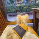 땡스오트 연남 | 뭉치의 또또또간집 연남동 애견동반 맛집 땡스오트