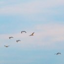 제주하도 이미지