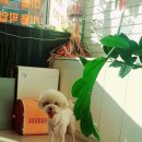 신정애견미용 | 신정동애견미용 꼼꼼하게 잘하는곳 신정애견미용에 맡겨봤어요!