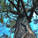 좋은소나무 이미지