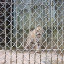 드림랜드(아) 이미지