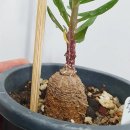 카프농장 이미지