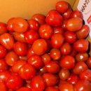 선택농장 | 달콤하고 건강한 선택, 따옴농장 방울토마토 후기
