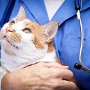 서초동물병원 이미지