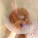 밤비동물병원 이미지