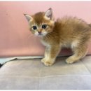 핫!도그 이미지