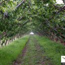 명현농장 이미지