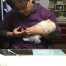 슈슈 이미지
