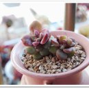 아이조아라 이미지